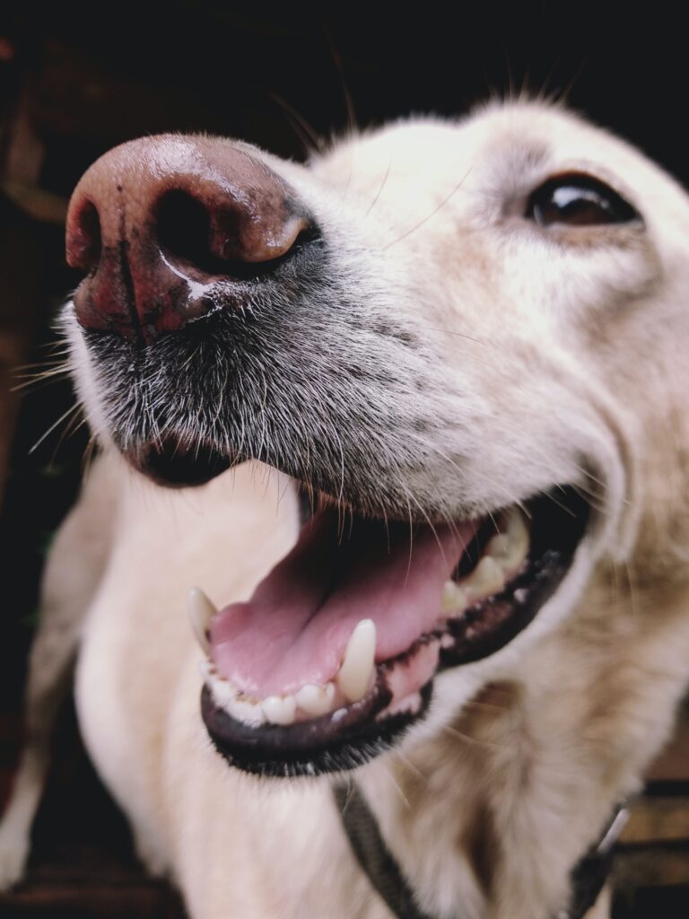 Brain Training For Dogs